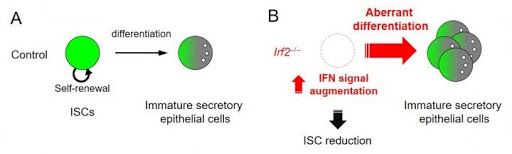 stem cell